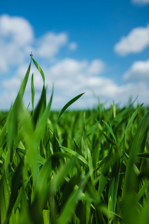 Grass and the skyの写真素材