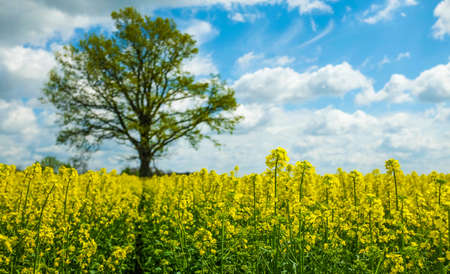 A field of yellow plants and a treeの写真素材