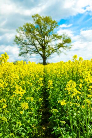 A field of yellow plants and a treeの写真素材
