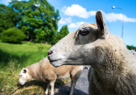 Photo of the sheep, closup.の写真素材