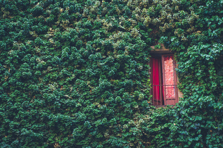 Photo of a wall in Florence with a lot of leaves and red balconyの写真素材