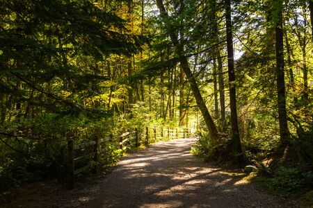 Photo of a scenic forest path in Canadian mountains.
