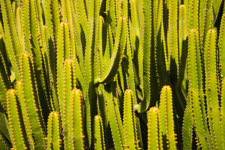 Many cactuses in the sun background