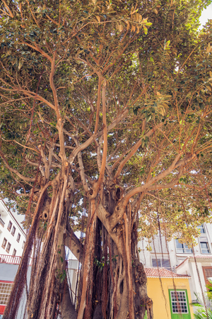 Dragon tree in Santa Cruz, Tenerife, Spain.の写真素材
