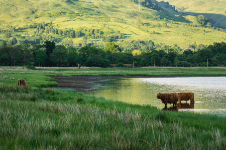 Highland cattle are a Scottish cattle breed. They have long horns and long, wavy, wooly coats that are colored black, brown, yellow, white, gray,の写真素材