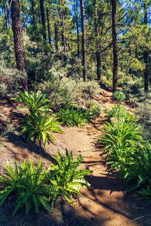 Beautiful, green trekking path during roque nublo trek, gran canaria canary island in spainの写真素材