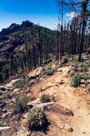 Beautiful mountain and forest view (with dark burnt trees) from roque nublo trek path, Gran Canaria, Canary island in Spain.の写真素材