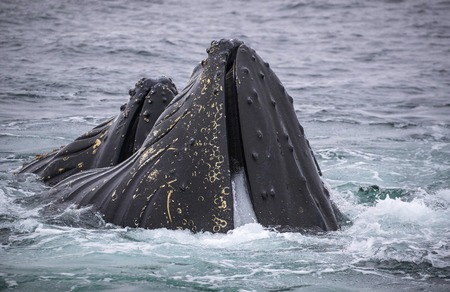 Heads of whales above the surface of the water and look up. Andreev.