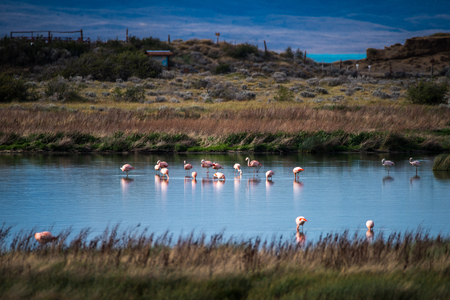 Pink flamingos stand in the water in the countryside. Shevelev.の写真素材