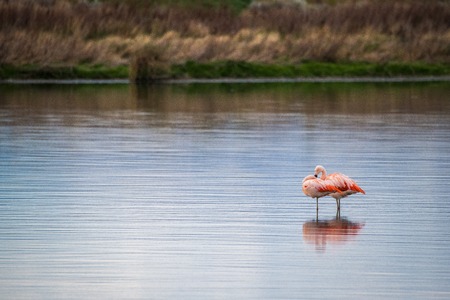 Two pink flamingos stand in the water. Shevelev.の写真素材