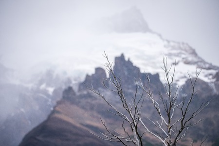 Naked tree branches in the mountains. Shevelev.の写真素材