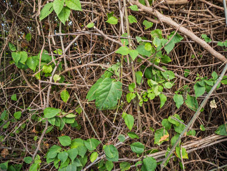 Wood stick with creeping plant and green leaves.