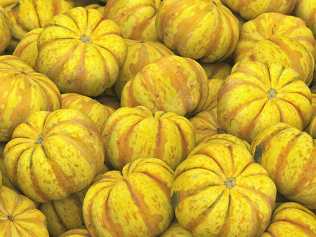 Pile of sweet dumpling squash under neutral studio lighting. This image is 3d illustration.の写真素材