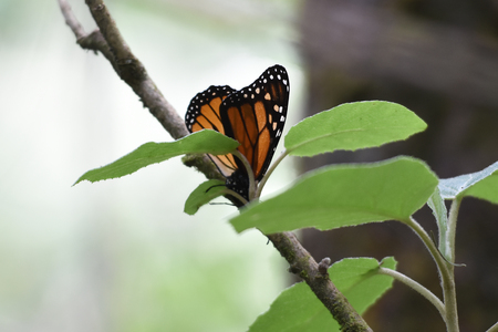 Monarch Butterfly seen in the forestの写真素材