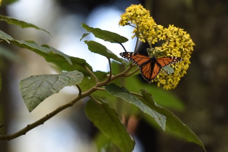 Monarch Butterfly seen in the forest