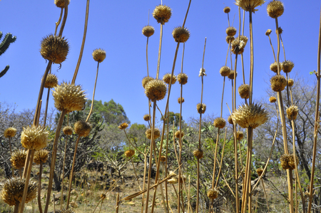 view of a plants on a farm in Queretaro, Mexicoの写真素材