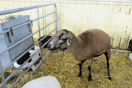 A sheep seen on a fair in Queretaroの写真素材