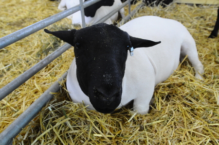 A sheep seen on a fair in Queretaroの写真素材