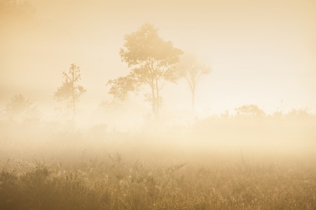 dream of fogの写真素材