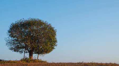 alone tree