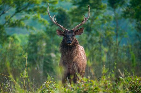 zambar deerの写真素材