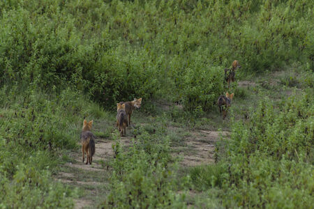 jackalの写真素材