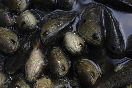 Anabas testudineusの写真素材