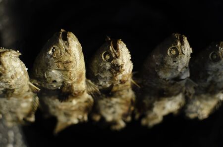 Anabas testudineus