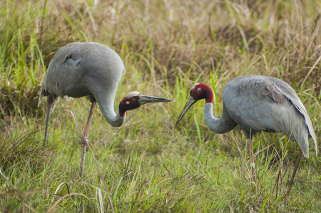 Sarus craneの写真素材