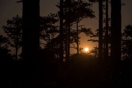 Night forestの写真素材