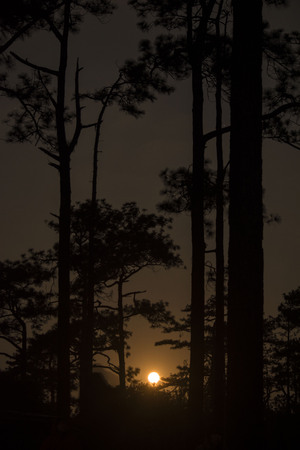 Night forestの写真素材