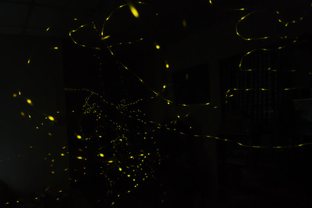 firefly