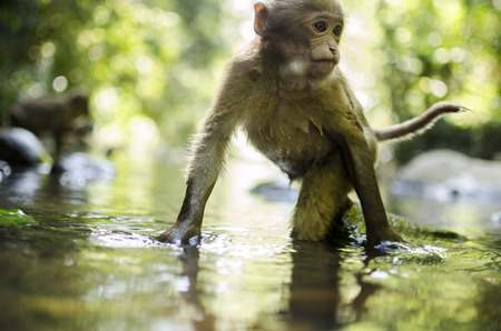 Assam macaqueの写真素材