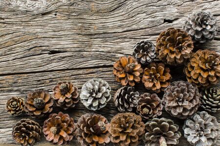 Pine flower backgroundの写真素材