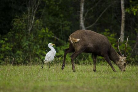 Dependence  hog deer with Birdの写真素材