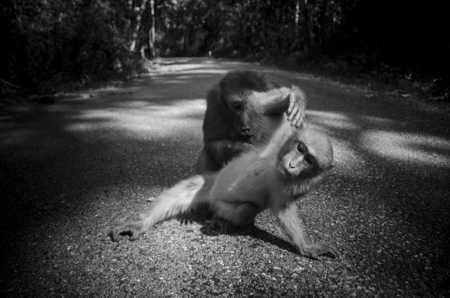 assamese macaque ,infant mokey