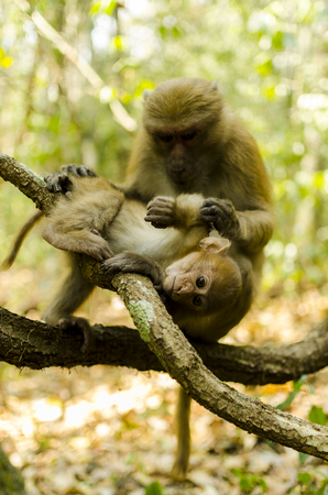assamese macaque ,infant monkey