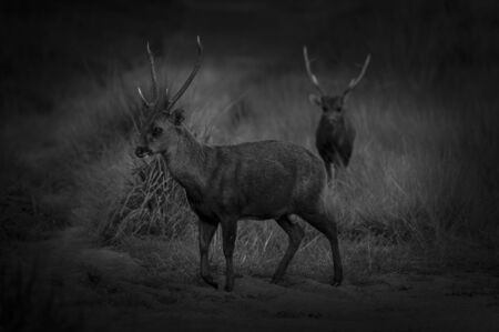 art hog deerの写真素材