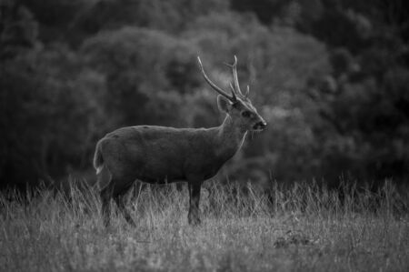 art of wildlifeの写真素材