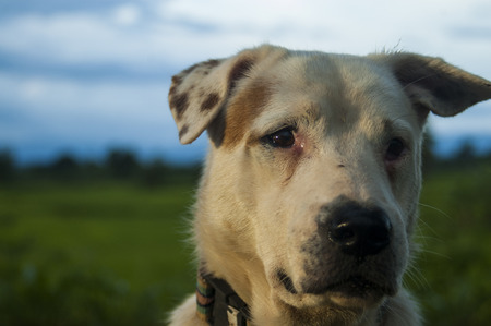 Sad dog in the nature
