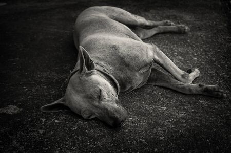 Homeless dogの写真素材