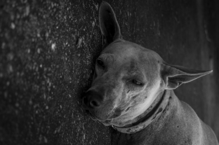 Homeless dogの写真素材