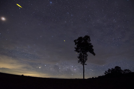 Silhouette Tree With the Milky Way