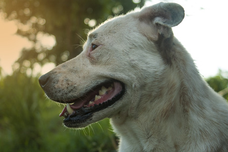 Smile of a dog