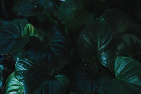 Green Leaf Backgroundの写真素材