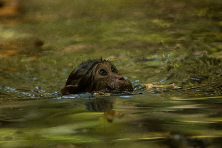 Infant monkey in natureの写真素材