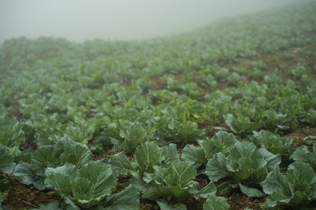 fresh green cabbage maturing heads growing in vegetable farm