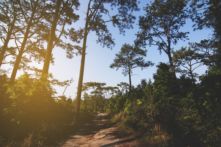 Sunset in the forestの写真素材