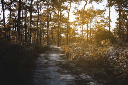 Sunset in the forest