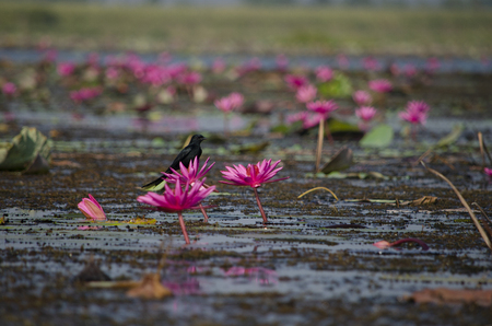 red lotus, Lake Nong Harn, Udon Thani, Thailandの写真素材